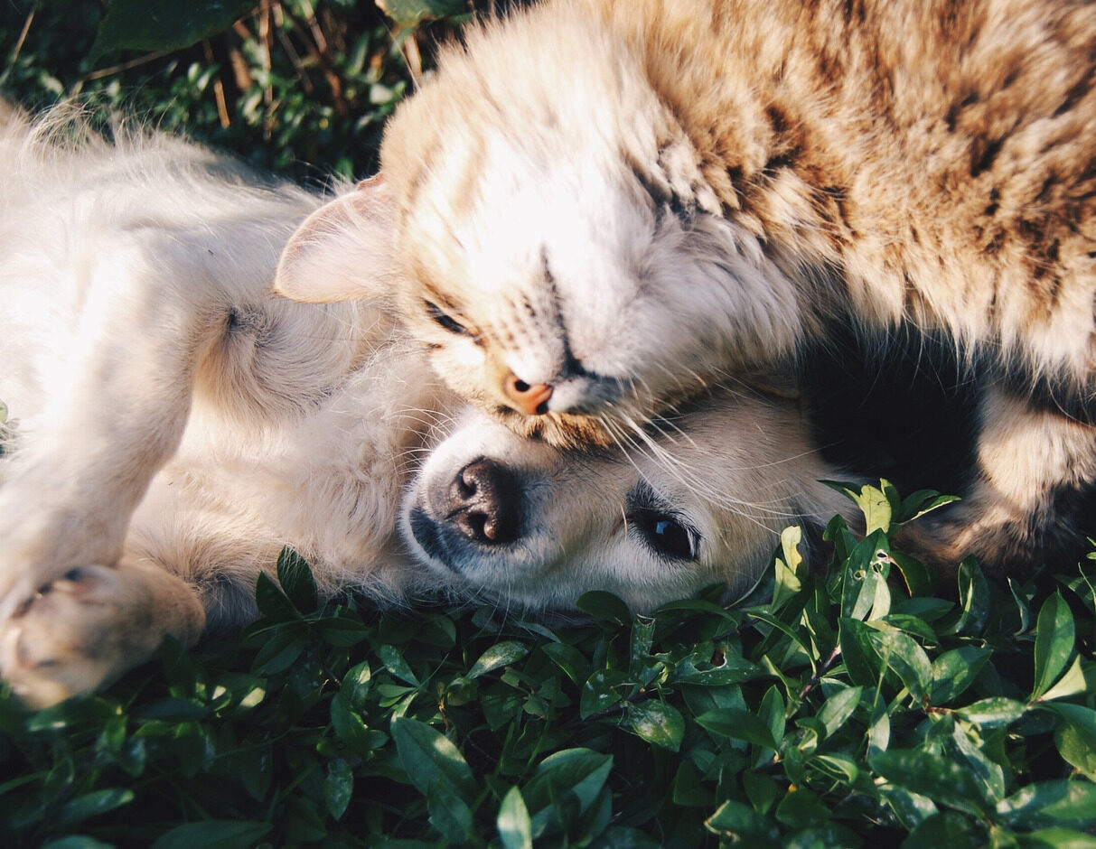 pet care in South Shore of Massachusetts